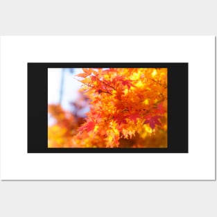 Unique nature photography Autumn Maple leaves in Japan Posters and Art